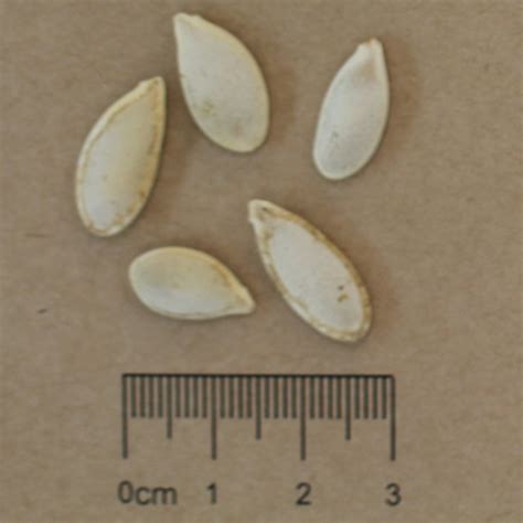 Squash Seed Saving Guide | The Seed Collection