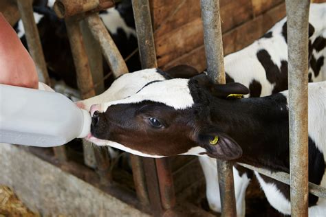 Impact of milk replacer vs. whole milk in calf feeding | Dellait
