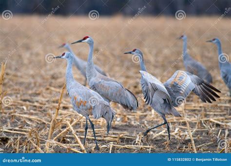Sandhill Cranes in a Cornfield during Spring Migration Stock Photo - Image of bird, farm: 115832802 - migration of sandhill cranes