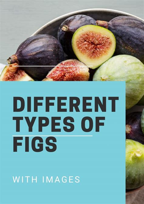 20 Different Types Of Figs With Images - Asian Recipe