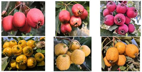 Differential Analysis of Anthocyanins in Red and Yellow Hawthorn ...