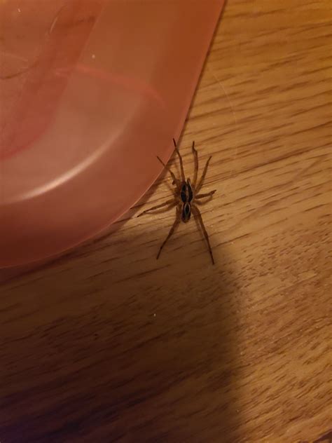 Is this a baby brown recluse spider? So small like the size of an ant ...