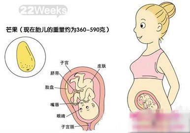 懷孕二十二周胎兒圖,懷孕22周孕媽注意事項 - 壹讀