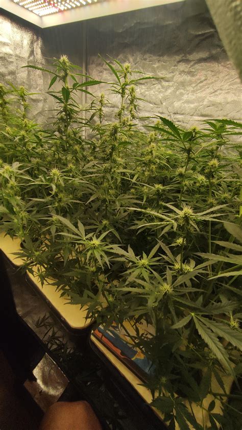 Big Devil 2 Auto X Lemon Auto X AK 47 / DWC / 150x80x200 / Mars Hydro ...
