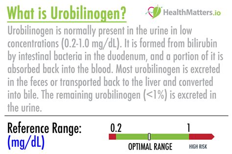What is Urobilinogen? – HealthMatters.io – Lab results explained