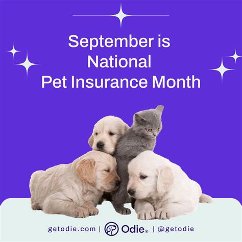 Odie offers pet insurance plans for pets | Odie Pet Insurance posted on ...