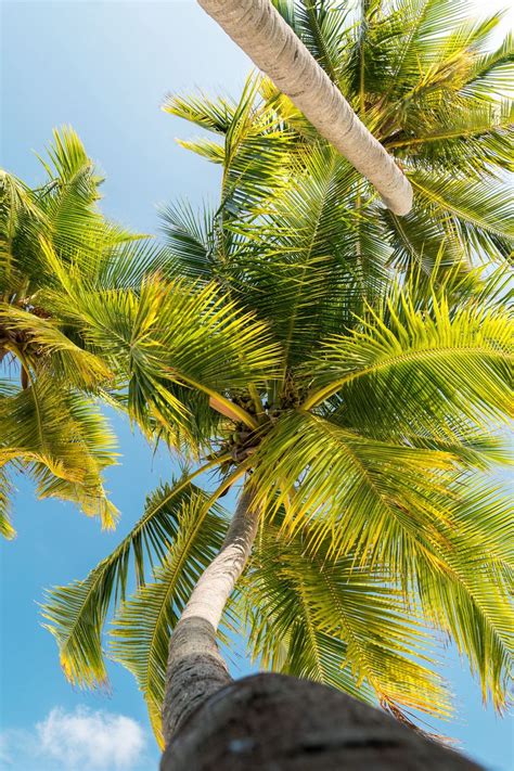 Download wallpaper 800x1200 palm trees, trunk, branches, leaves, bottom ...