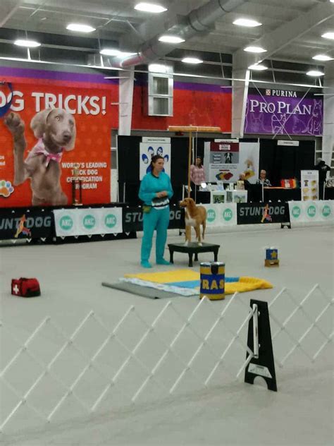 Image result for Shaping Behavior Examples