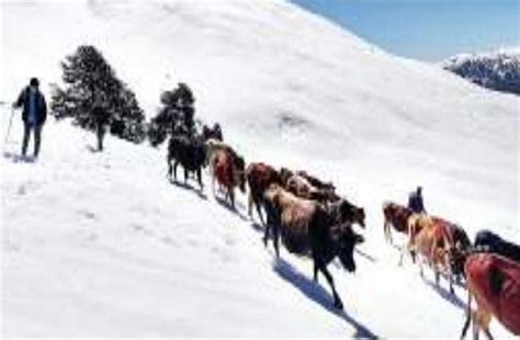 Himachal: बर्फ से ढके पहाड़ों में फंस गए थे मवेशी... युवाओं ने निकाले ...