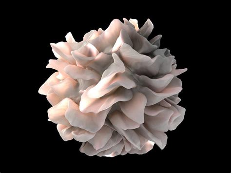 Stimulating Immune System Shrinks Some Lymphomas - NCI