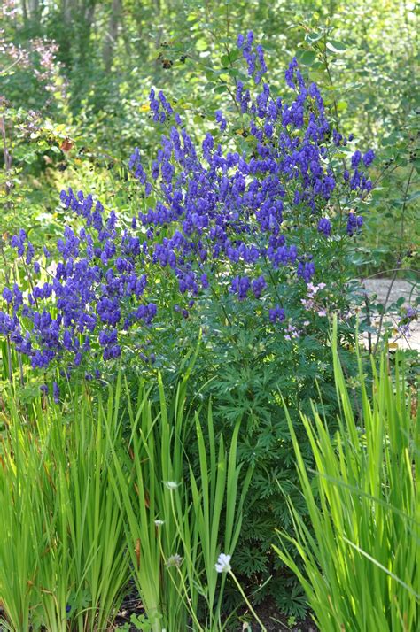 Hardy Perennial Plants For Sale at Gerald Tapia blog