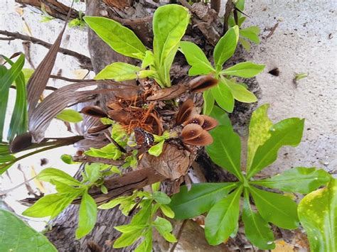 YENGKRIS HOMESTAY (Gam Island) - Guesthouse Reviews & Photos - Tripadvisor