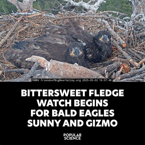 Big Bear Bald Eagle Eaglets Sunny and Gizmo, Survived Spring Snowstorm ...