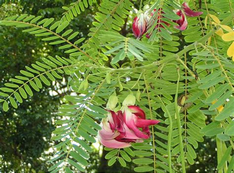 চির-অবহেলিত বকফুল (Cultivation of Sesbania grandiflora): উত্তরণের পথে ...