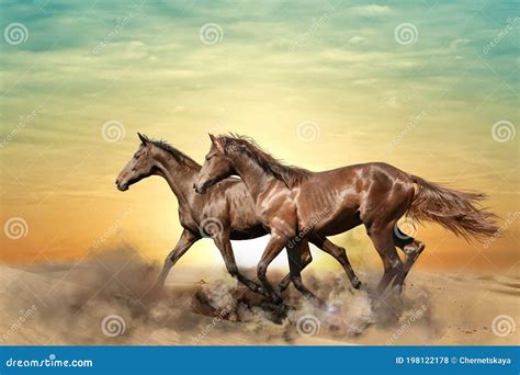 奔跑中的骏马图片-动物-素彩图片大全