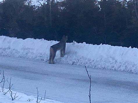 A rare sighting of a lynx family on the Anchorage Hillside - Anchorage ...