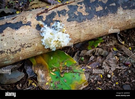 Tree Fungus Hawaii at Justin Northcote blog