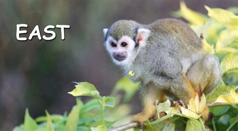 Image result for Primates Breeding