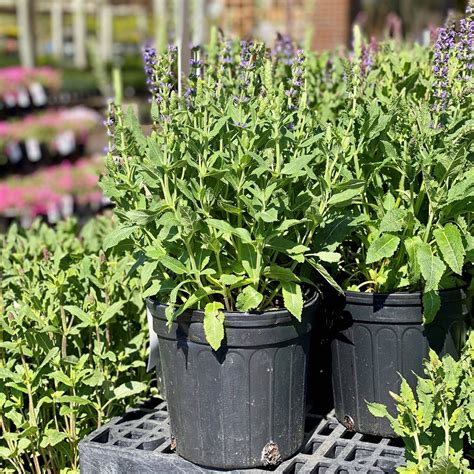 Salvia - May Night - 1 gallon