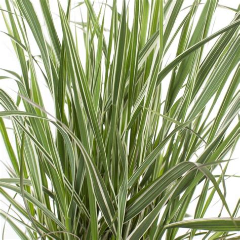 Lowe's 1.5 -Gallon Feather Reed Grass in Pot in the Ornamental Grasses ...