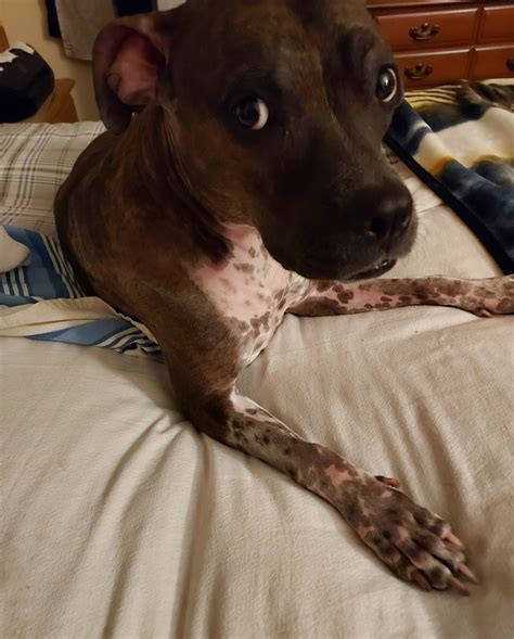 Paws 4 A Cure is an all-volunteer 501(c)(3) nonprofit organization that ...