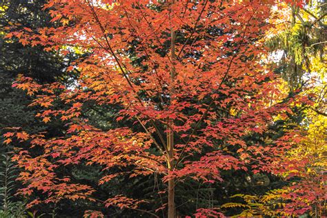 How to Grow and Care for Autumn Blaze Maple Trees