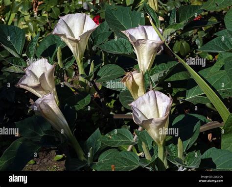 Datura Indian flowers is an annual herbaceous plant, Datura genus, Solanaceae family Stock Photo ...