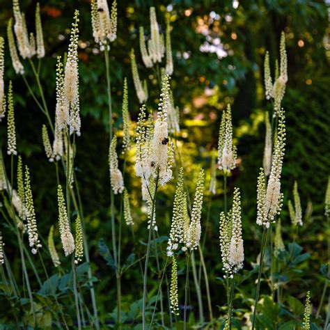 Black Cohosh For Sale | Wholesale Black Cohosh – Tennessee Wholesale ...