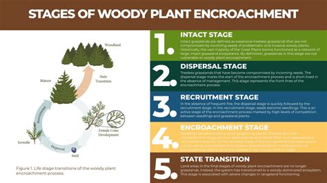 Woody encroachment threatens biodiversity in India's grasslands.