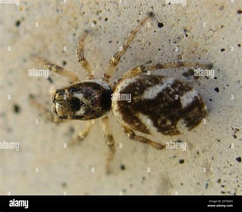 Zebra Jumping Spider (Salticus scenicus) Arachnida Stock Photo - Alamy