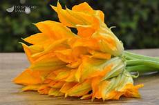 foto fiori di zucca ingrediente fiori di zucca le ricette dello spicchio d aglio foto fiori di zucca ingrediente fiori di zucca le ricette dello spicchio d aglio