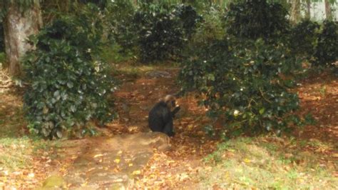 GREEN MANSIONS (Gavi, Kerala) - Campground Reviews & Photos - Tripadvisor