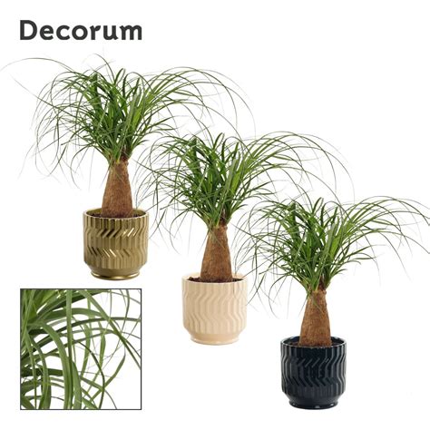 Beaucarnea recurvata — Plant Wholesale FlorAccess