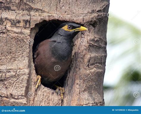 Mother Mynah Stock Photos - Free & Royalty-Free Stock Photos from Dreamstime