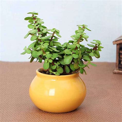 Buy Goodluck Jade Plant with Pot online from Nurserylive at lowest price.