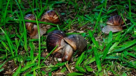 Disease-carrying Snails Invade Florida Town