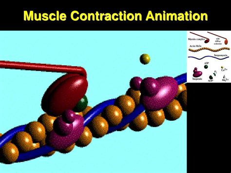 Animation Powerstroke Muscle 的图像结果