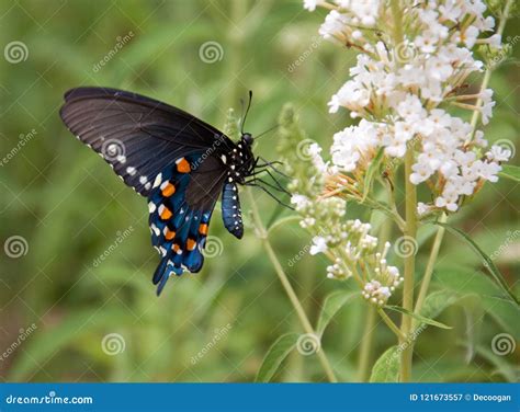 Closeup of a Blue Swallowtail Butterfly with White Flowers Stock Image ...