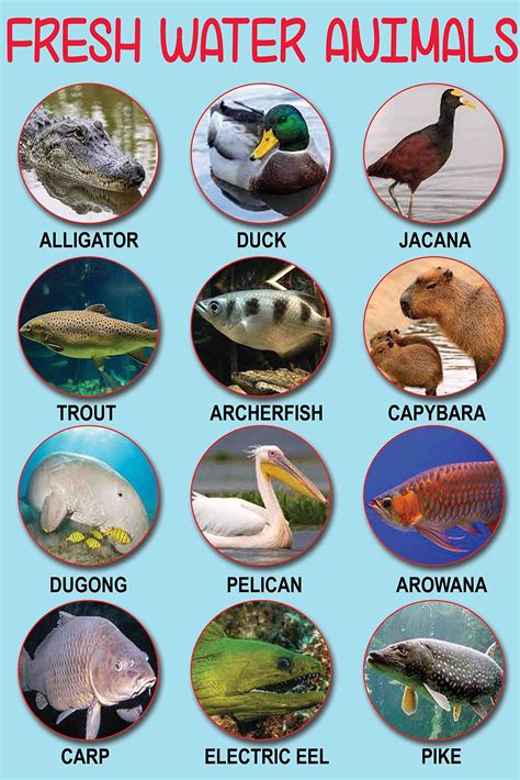 Freshwater Biome Animals Names