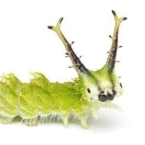 Image result for Alien Nightcore