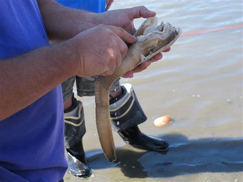 Image result for Geoduck Digging
