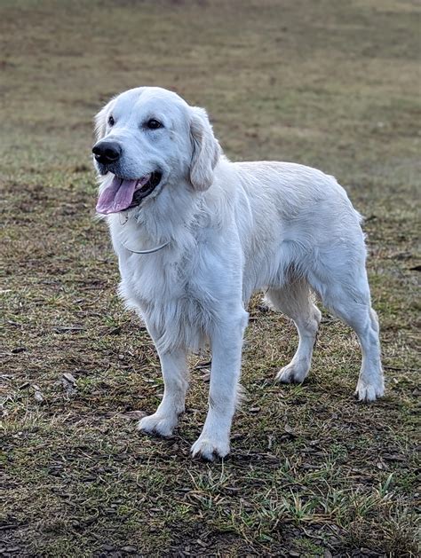 White Golden Retriever Dog