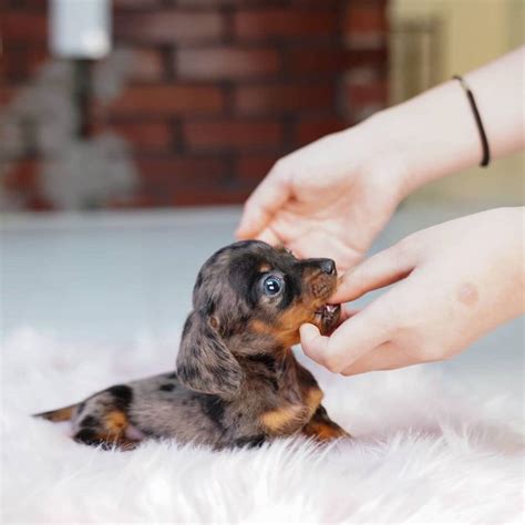 Dobi - Mini Dachshund Male - Mini Teacup Puppies, INC