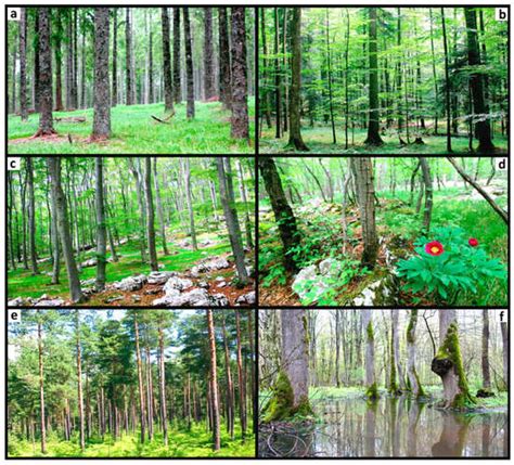 Patterns of Understory Community Assembly and Plant Trait-Environment ...