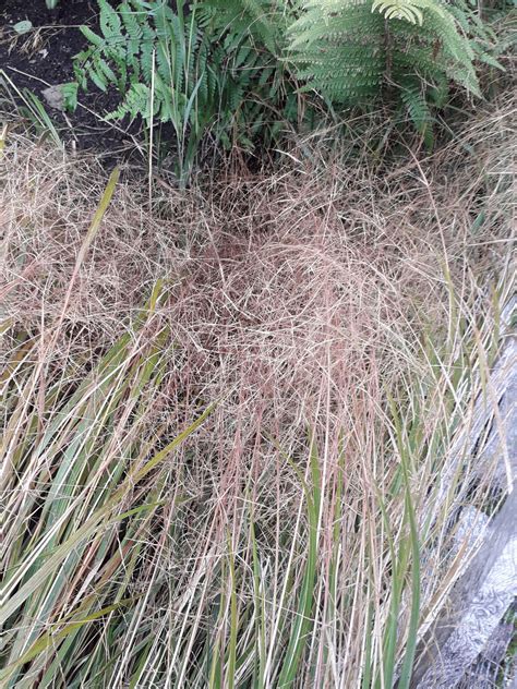 Anemanthele lessoniana (Steud.) Veldkamp | Plants of the World Online ...