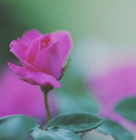 プラトン on Twitter: "RT @miru_kiku_art: おはようございます(๑>