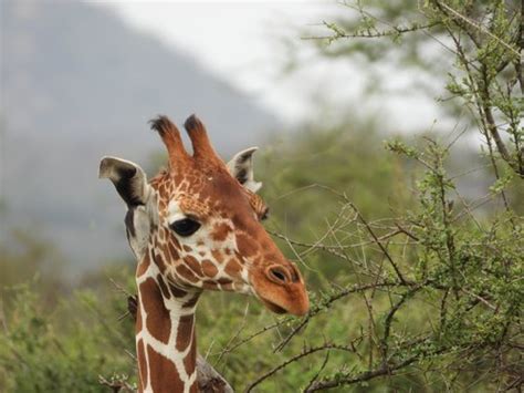 JavaScript Tutorial Giraffe 的图像结果