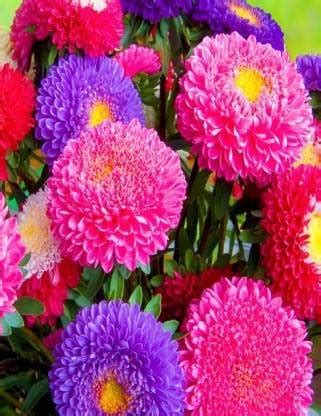 Paudha Aster Hybrid Flower Seed Price in India - Buy Paudha Aster ...
