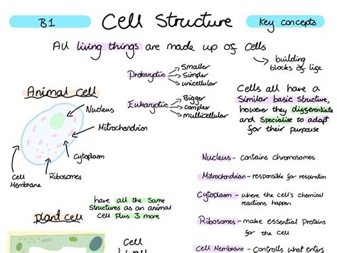Learning Biology 的图像结果