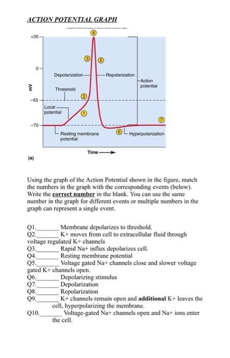 Action Potential Graph 的图像结果